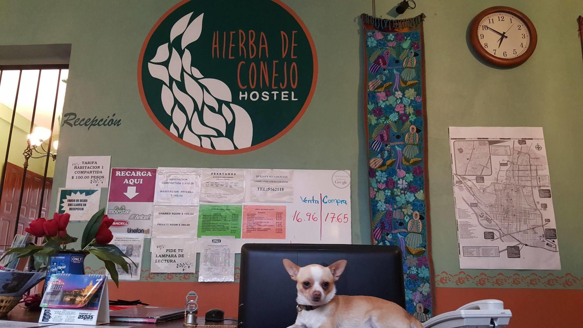 Hierba De Conejo Hostel Oaxaca Exterior foto